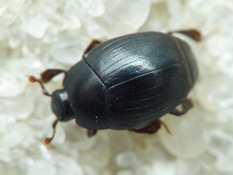 Dendrophilus (Dendrophilus) punctatus (Herbst, 1792)